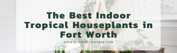 The Best Indoor Tropical Houseplants in Fort Worth