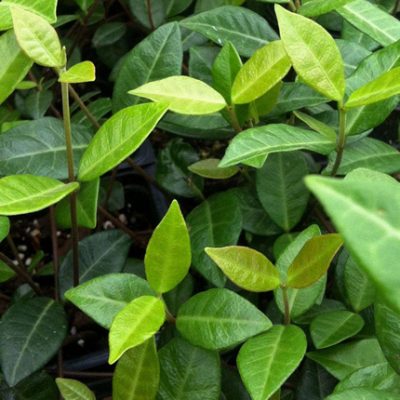 Jasmine