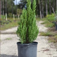 Juniper