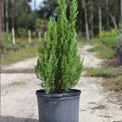 Juniper