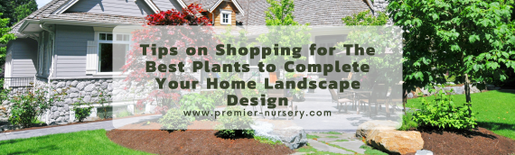 Tips on Shopping for The Best Plants to Complete Your Home Landscape Design