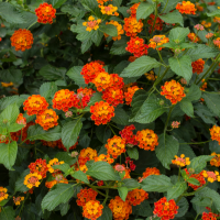 Lantana Flowers for Sale in Fort Worth, TX