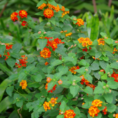 Lantana Flowers for Sale in Fort Worth, TX - Image 3