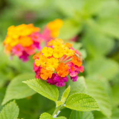 Lantana Flowers for Sale in Fort Worth, TX - Image 2