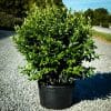 Ligustrum