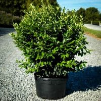 Ligustrum