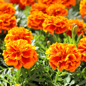 Marigold at Premier Nursery in Fort Worth Texas