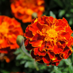 Marigolds at Premier Nursery in Fort Worth Texas