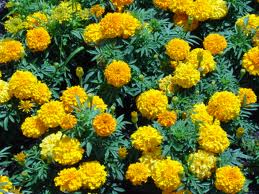 Marigold at Premier Nursery in Fort Worth Texas