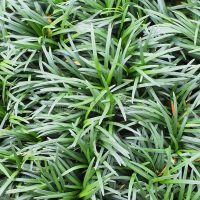 Mondo Grass