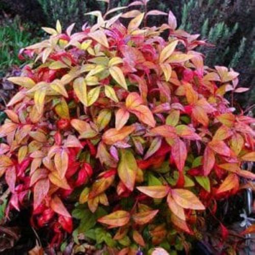 Nandina