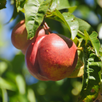 Nectarine Trees Fort Worth