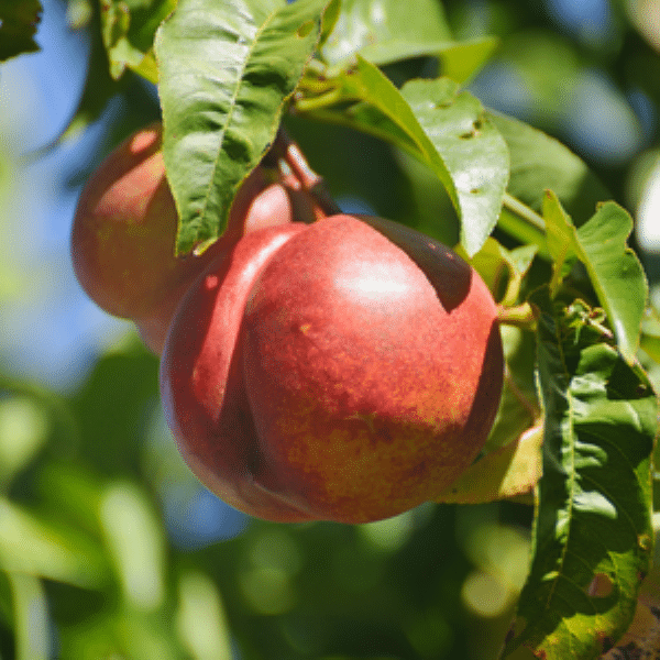 Nectarine Trees