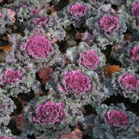 Ornamental Kale