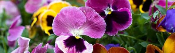 Growing Fall Pansies in North Texas