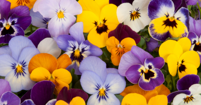 Pansies in Fort Worth Texas at Premier Nursery