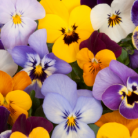 Pansies in Fort Worth Texas at Premier Nursery