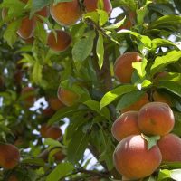 Peach Trees