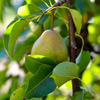 Pear Trees