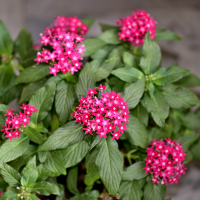Penta Plants for Sale in Fort Worth