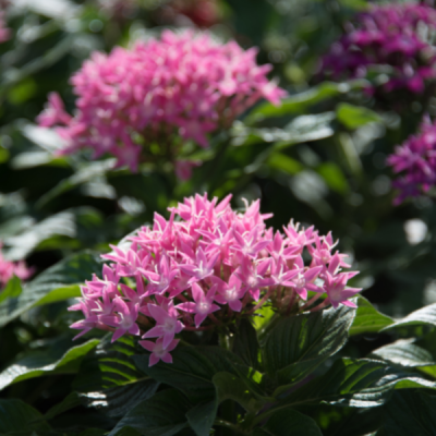 Penta Plants for Sale in Fort Worth - Image 3