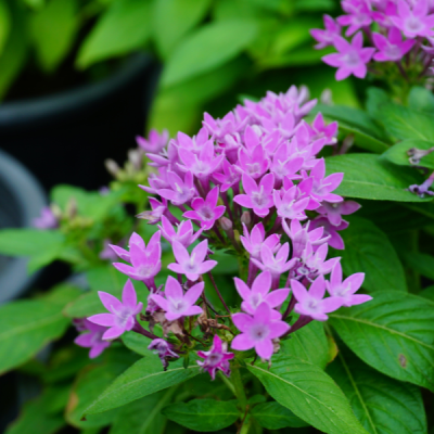 Penta Plants for Sale in Fort Worth - Image 2