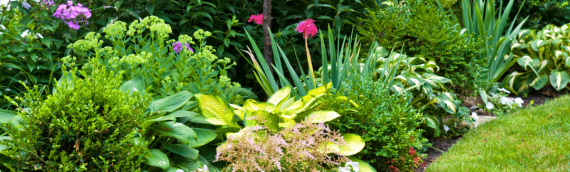 Easy Perennial Plants Perfect for the Dallas-Fort Worth Area