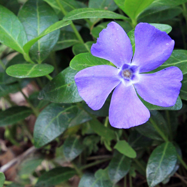 Where To Buy Periwinkle Near Me
