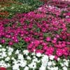 Periwinkles for Sale in Fort Worth, TX
