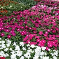 Periwinkles for Sale in Fort Worth, TX