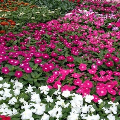 Periwinkles for Sale in Fort Worth, TX