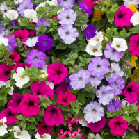 Petunias in Fort Worth