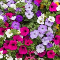 Petunias in Fort Worth