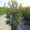 Red Tip Photinia - 5 Gallon