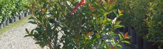 Red Tip Photinia Guide