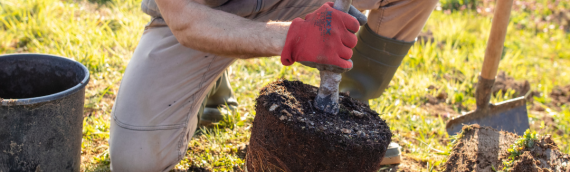 What You Need to Know Before Buying a Tree in the DFW Area