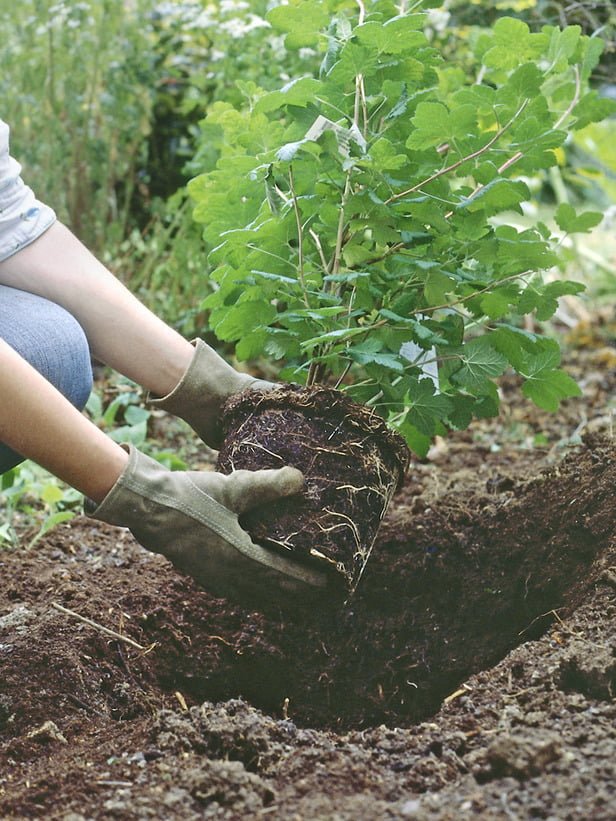 planting shurbs