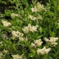 Privet - Variegated Chinese - 3 Gallon