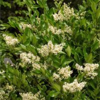 Privet - Wax Ligustrum - 3 Gallon