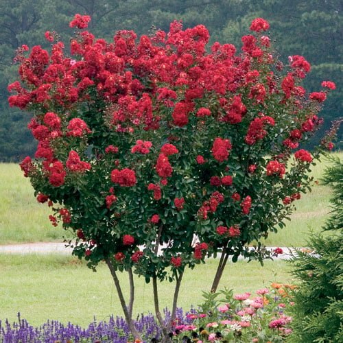 Crape Myrtles Summer Color That Beats The Heat Premier Nursery