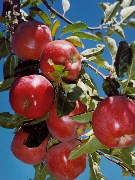 vise versa meaning in Nursery Planting North   Texas Fruit Trees Premier
