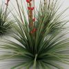 Red Yucca - Image 2