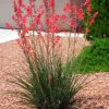 Red Yucca