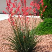 Red Yucca