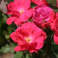 Roses