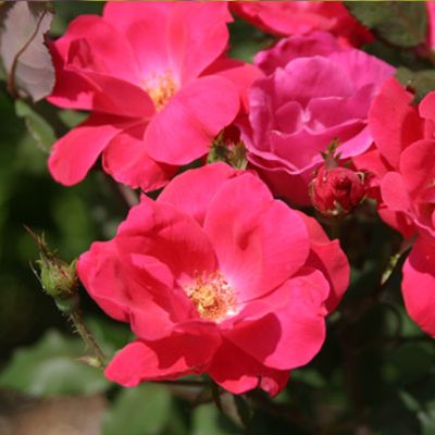 Roses