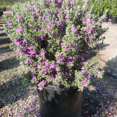Texas Sage