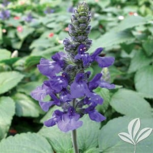 salvia mystic spires