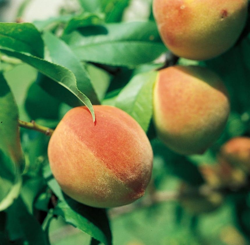 High Quality Images For Fruit Tree Nursery Houston 7android0wall Tk Hd Wallpapers Fruit Tree Nursery Houston