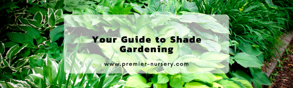 Your Guide to Shade Gardening